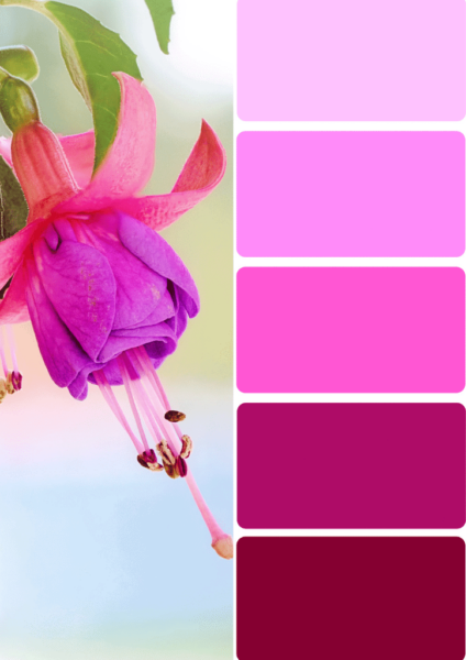 What Color is Fuchsia Pink